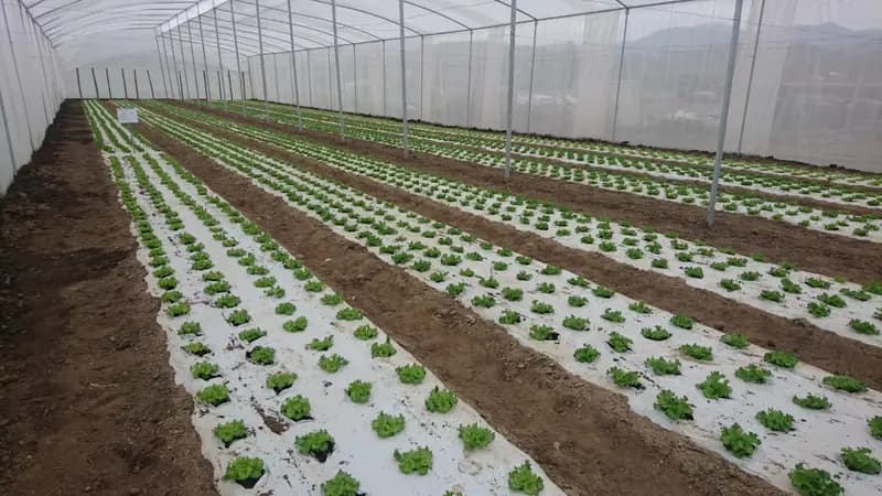 Homefarm Monterrey